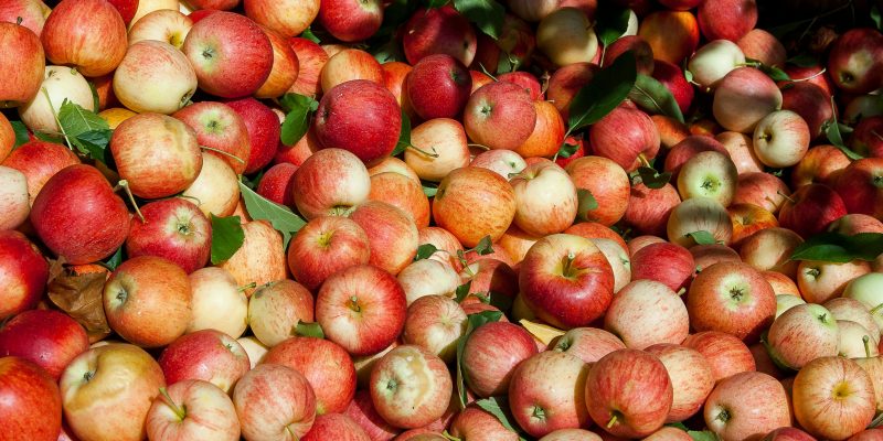 An abundance of red apples