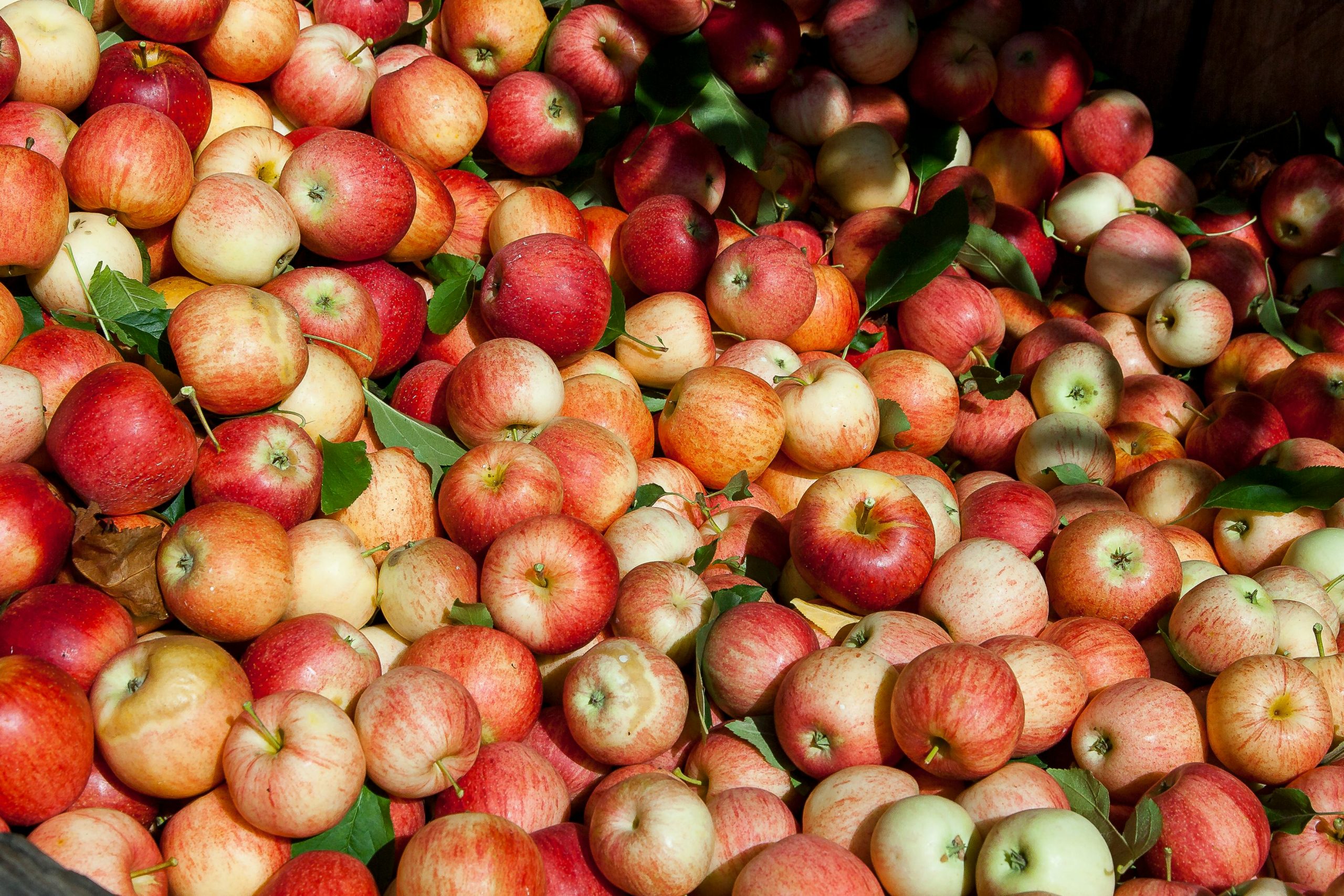 An abundance of red apples